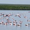 Flamingo's Tanzania